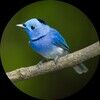 bluebird_14